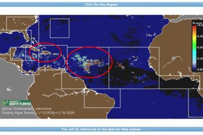 Dominican Republic Sargassum Seaweed In 2024: What To Know