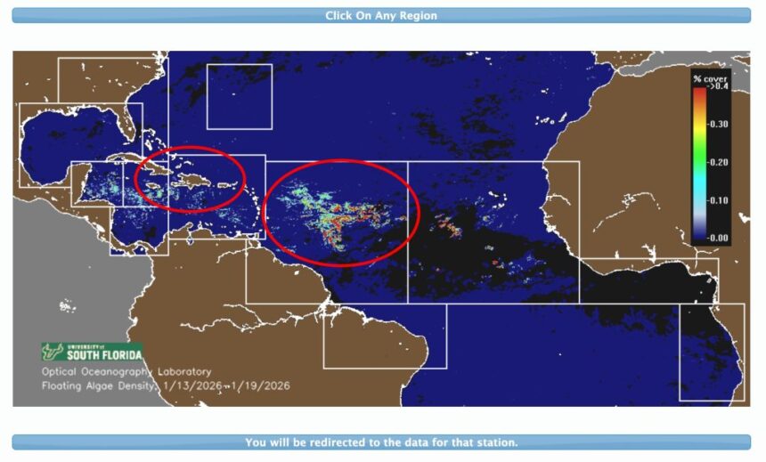 Dominican Republic Sargassum Seaweed In 2024: What To Know