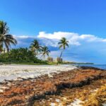 Massive Sargassum Surge Hits Top Mexican Beach Destinations In Rare Winter Event 1