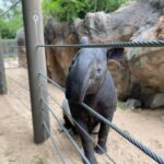 Tapir deaths at Denver Zoo caused by 'misdosing' of copper supplement