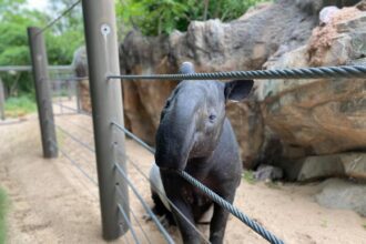 Tapir deaths at Denver Zoo caused by 'misdosing' of copper supplement