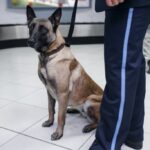 Will You Get Flagged On Arrival The Virtual Baggage Scanner