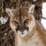 Woman killed in suspected mountain lion attack in Colorado mountains