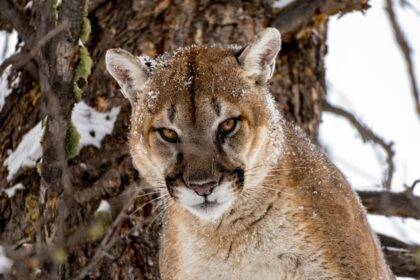 Woman killed in suspected mountain lion attack in Colorado mountains