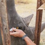 Animal Experts Employ 'Ridiculous' Plan To Help Wild Rhino See