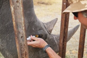 Animal Experts Employ 'Ridiculous' Plan To Help Wild Rhino See