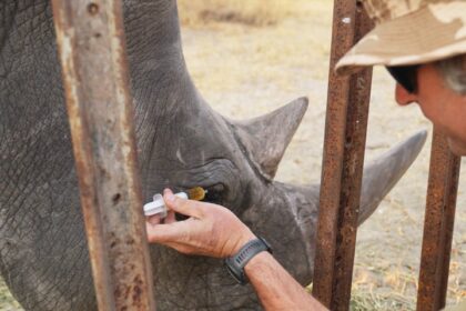 Animal Experts Employ 'Ridiculous' Plan To Help Wild Rhino See