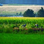 Opposing bills take on overtime for Colorado farmworkers