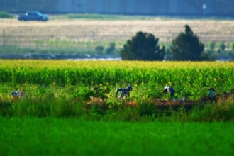 Opposing bills take on overtime for Colorado farmworkers