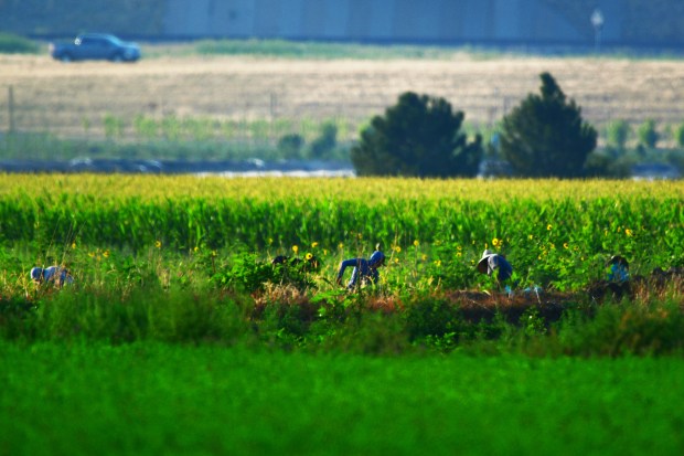 Opposing bills take on overtime for Colorado farmworkers