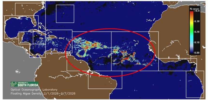 The Latest Satellite Images Reveal a Massive Sargassum Arrival this Season