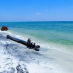 Driftwood on Ship Island