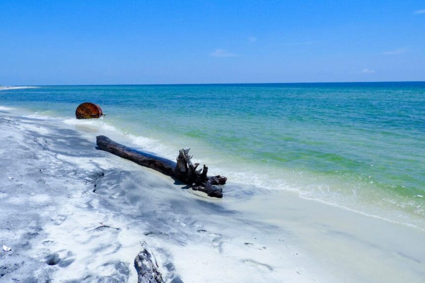 Driftwood on Ship Island