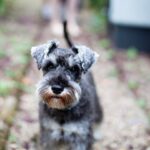 Video Shows U.S. Marshal Kicking Small Dog, Breaking One Of Its Ribs, Owner Says