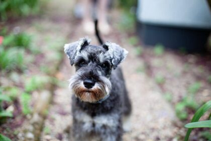 Video Shows U.S. Marshal Kicking Small Dog, Breaking One Of Its Ribs, Owner Says