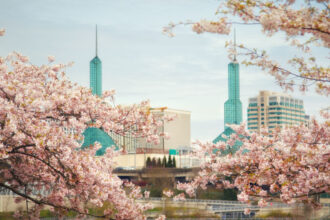 Cherry blossoms blooming in Portland,OR