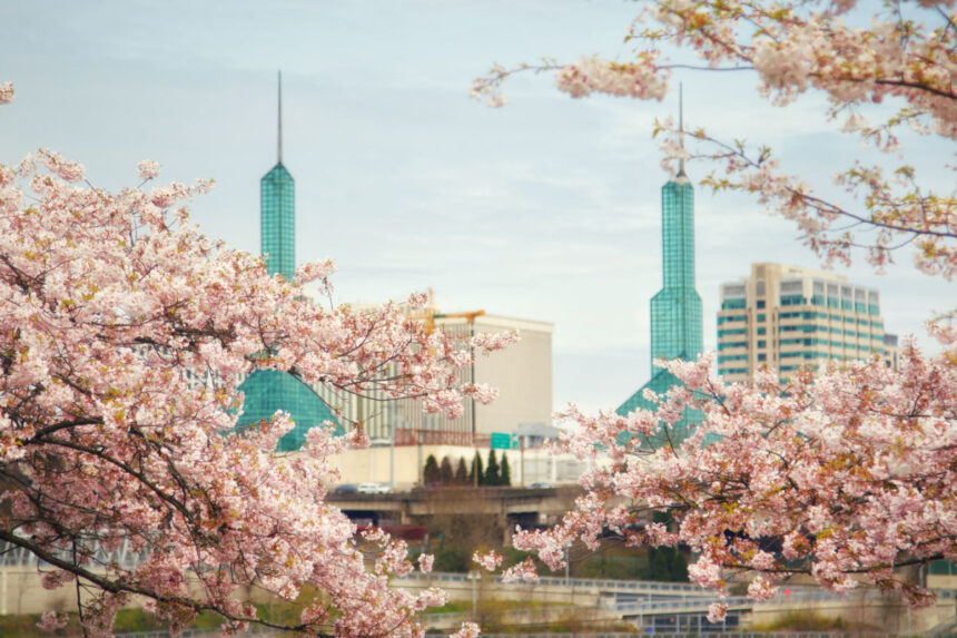 Cherry blossoms blooming in Portland,OR