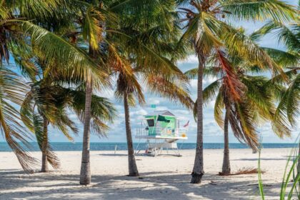 Swaying palm trees in Key Biscayne, FL