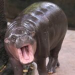 Zoo Security Stops Man Climbing Into Moo Deng's Enclosure