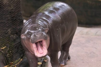 Zoo Security Stops Man Climbing Into Moo Deng's Enclosure