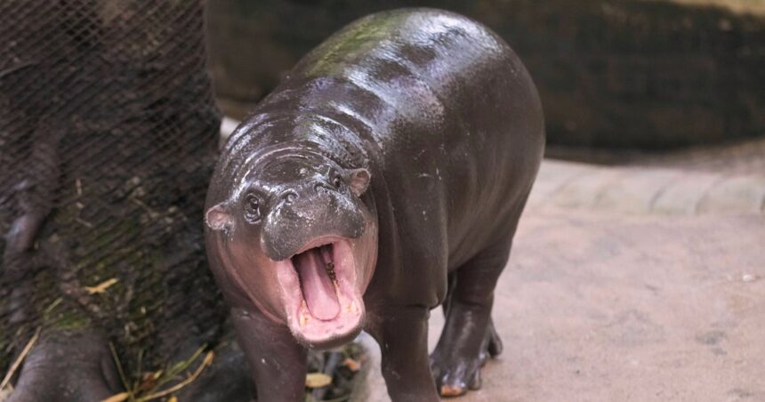 Zoo Security Stops Man Climbing Into Moo Deng's Enclosure