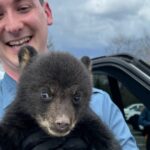 Bear Cub Rescued From Highway Ditch By New Jersey State Troopers