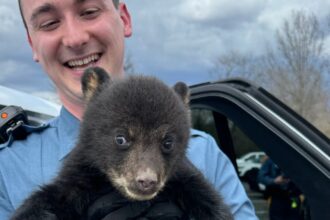 Bear Cub Rescued From Highway Ditch By New Jersey State Troopers