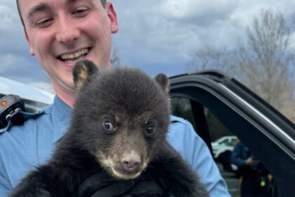 Bear Cub Rescued From Highway Ditch By New Jersey State Troopers