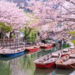 Cherry blossoms lining canal in Fukuoka, Japan