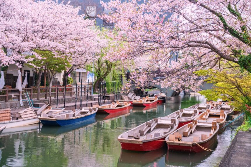 Cherry blossoms lining canal in Fukuoka, Japan