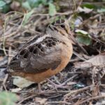 New Yorkers Are Flocking To The Park For These Birds And Their Viral Strut