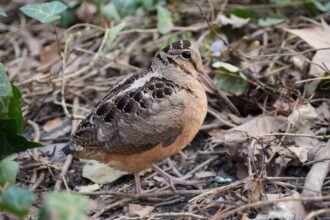 New Yorkers Are Flocking To The Park For These Birds And Their Viral Strut