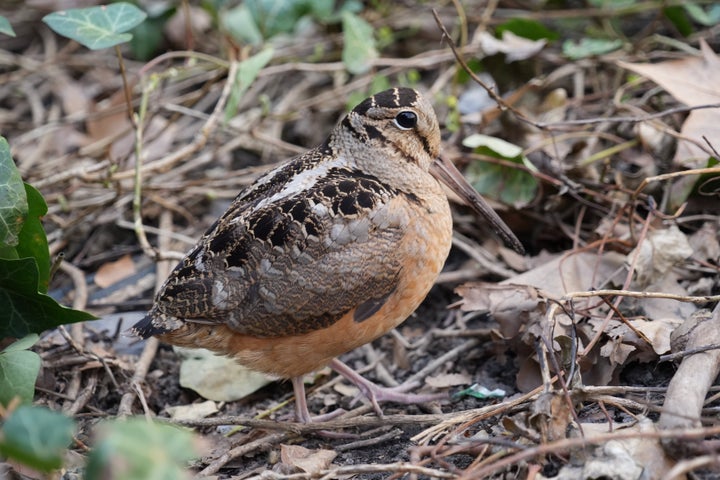 New Yorkers Are Flocking To The Park For These Birds And Their Viral Strut