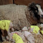 Sheep Expected To Have Twins Surprises Farmers With 4 More