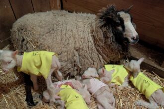Sheep Expected To Have Twins Surprises Farmers With 4 More
