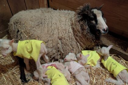 Sheep Expected To Have Twins Surprises Farmers With 4 More