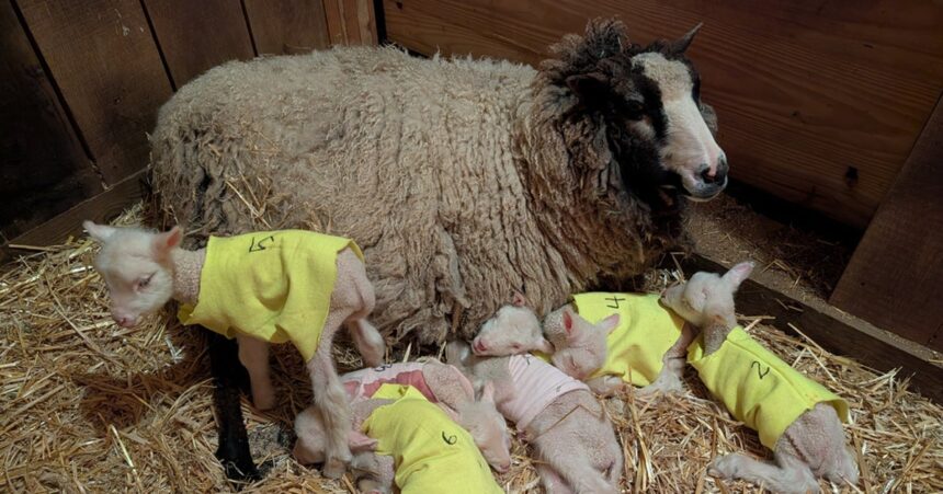 Sheep Expected To Have Twins Surprises Farmers With 4 More