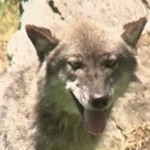 Wolf Injures Toddler Who Crawled Under Fence At Pennsylvania Zoo