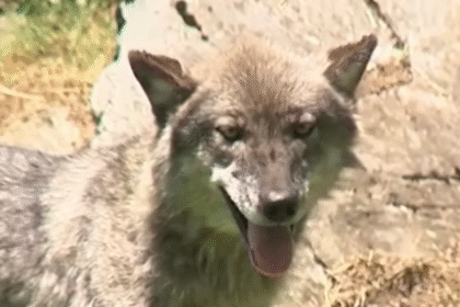 Wolf Injures Toddler Who Crawled Under Fence At Pennsylvania Zoo