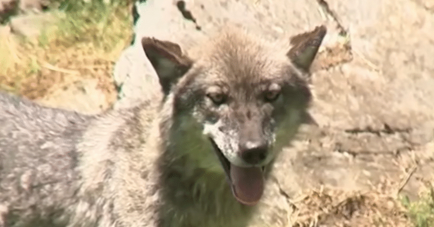 Wolf Injures Toddler Who Crawled Under Fence At Pennsylvania Zoo