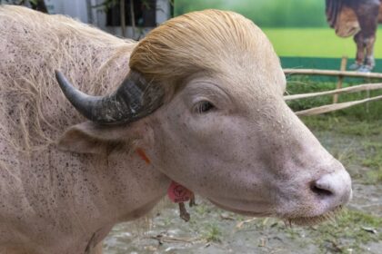A Trump-Looking Buffalo Was Saved From Sacrifice After Govt. Stepped In
