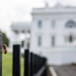 Huge Swarm Of Bees Shows Up On White House Lawn