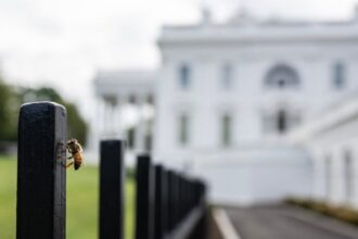 Huge Swarm Of Bees Shows Up On White House Lawn