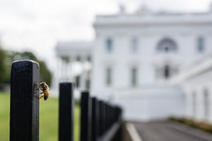Huge Swarm Of Bees Shows Up On White House Lawn