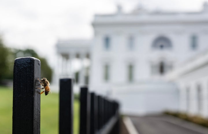 Huge Swarm Of Bees Shows Up On White House Lawn