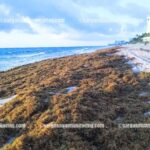 Miami Beaches Brace For Worst Sargassum Season On Record