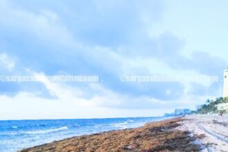 Miami Beaches Brace For Worst Sargassum Season On Record
