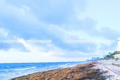 Miami Beaches Brace For Worst Sargassum Season On Record