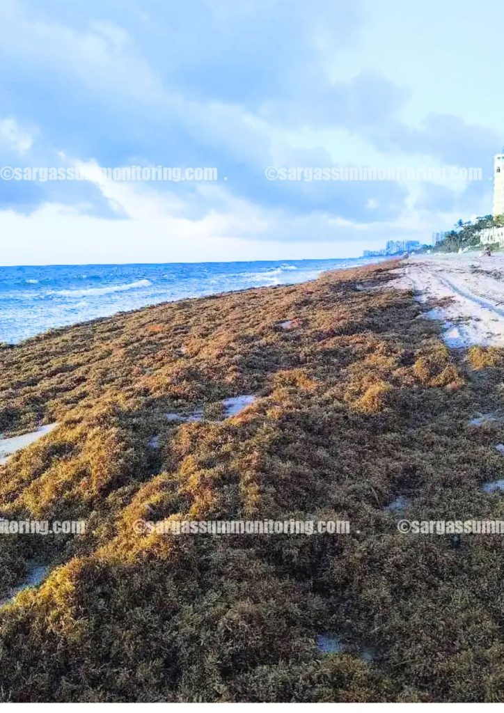 Miami Beaches Brace For Worst Sargassum Season On Record