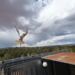 Owl Found Stuck In Concrete Mixer Is Back Flying Free